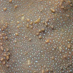 Leaf Coral, photo 9