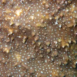 Leaf Coral, photo 10