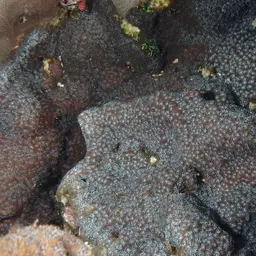 Leaf Coral, photo 11