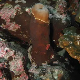 Leaf Coral, photo 12
