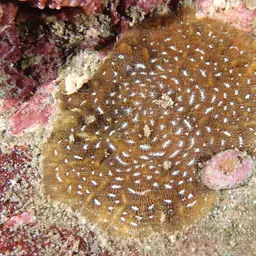 Leaf Coral, photo 1