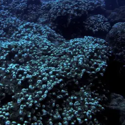 Leaf Coral, photo 2