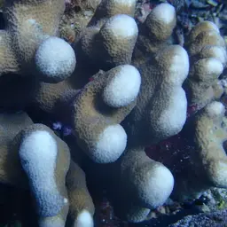 Leaf Coral, photo 3