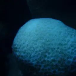Leaf Coral, photo 4