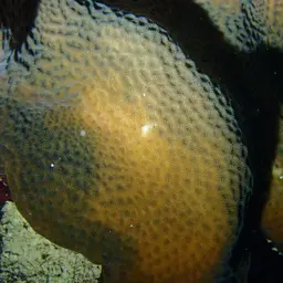 Leaf Coral, photo 5