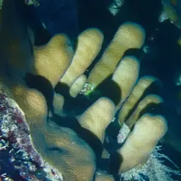Leaf Coral, photo 6