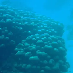 Leaf Coral, photo 8