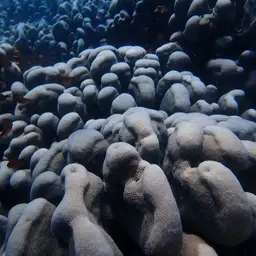 Leaf Coral, photo 9