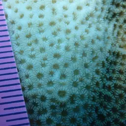 Leaf Coral, photo 10