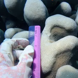Leaf Coral, photo 11