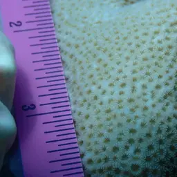 Leaf Coral, photo 12