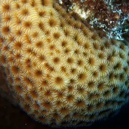 Leaf Coral, photo 1