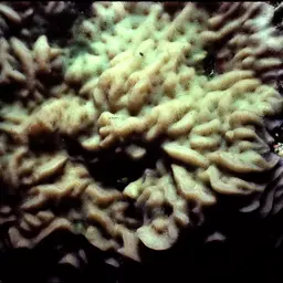 Leaf Coral, photo 1
