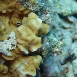 Leaf Coral, photo 2