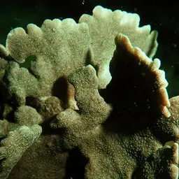 Leaf Coral, photo 3