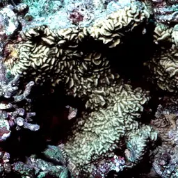 Leaf Coral, photo 4