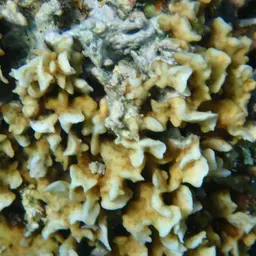 Leaf Coral, photo 5