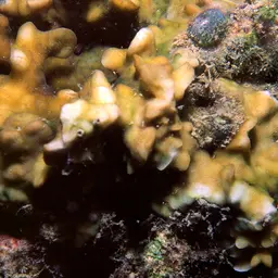 Leaf Coral, photo 6