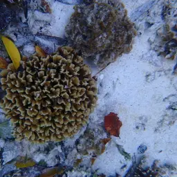 Leaf Coral, photo 7