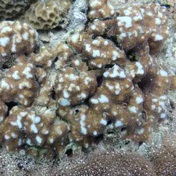 Leaf Coral, photo 8