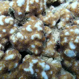 Leaf Coral, photo 9