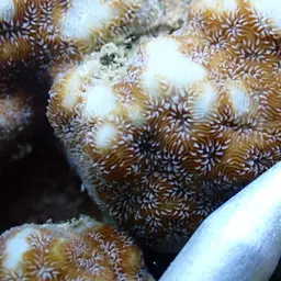 Leaf Coral, photo 10