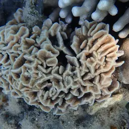 Leaf Coral, photo 11