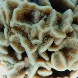 Leaf Coral, photo 12