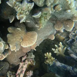 Cactus Coral, photo 2