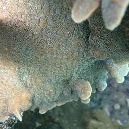 Cactus Coral, photo 3