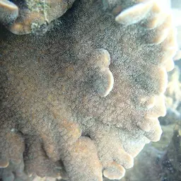 Cactus Coral, photo 4