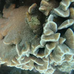 Cactus Coral, photo 5