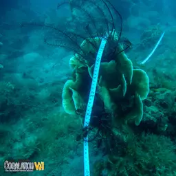 Cactus Coral, photo 6