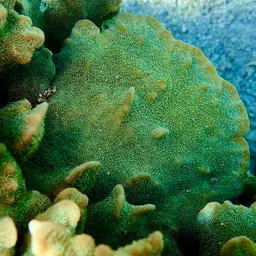 Cactus Coral