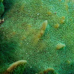 Cactus Coral, photo 7