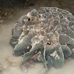 Cactus Coral, photo 8