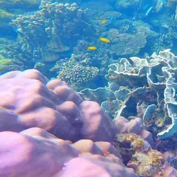 Cactus Coral, photo 9