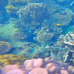 Cactus Coral, photo 10