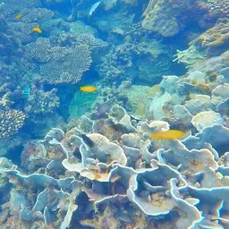 Cactus Coral, photo 11