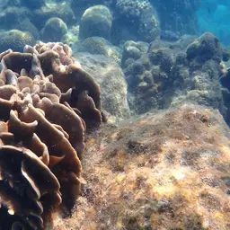 Cactus Coral, photo 12