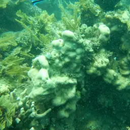 Leaf Coral, photo 2