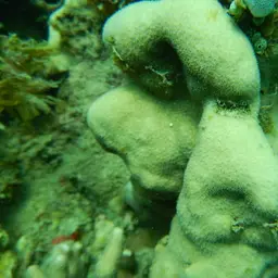 Leaf Coral, photo 1