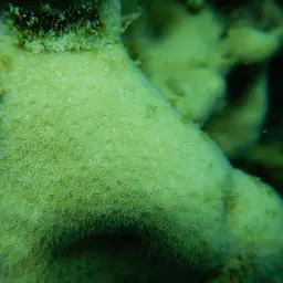 Leaf Coral, photo 3