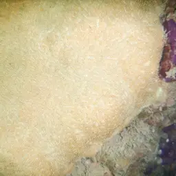 Leaf Coral, photo 4