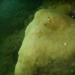 Leaf Coral, photo 5