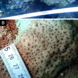 Leaf Coral, photo 6