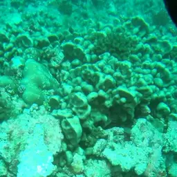 Cactus Coral