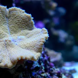 Leaf Coral, photo 1