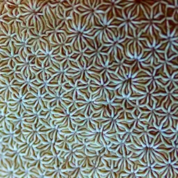 Leaf Coral, photo 1
