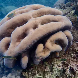 Leaf Coral, photo 2